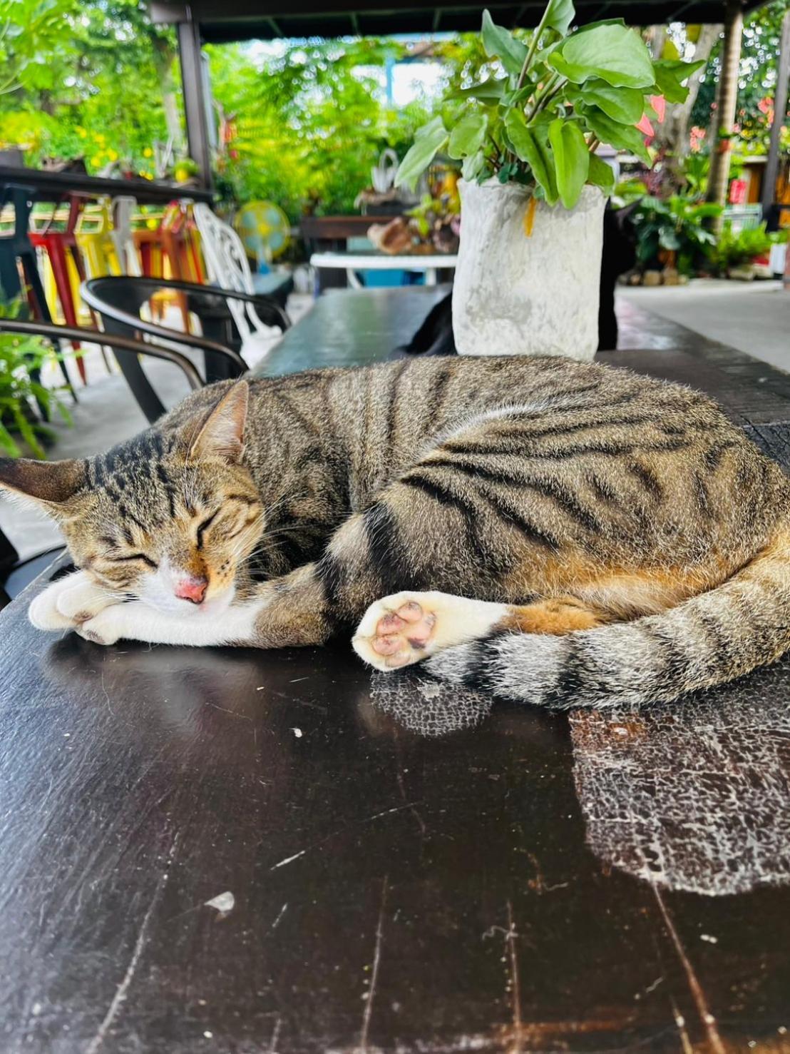 Cat Sky Country Homestay Санксінг Екстер'єр фото