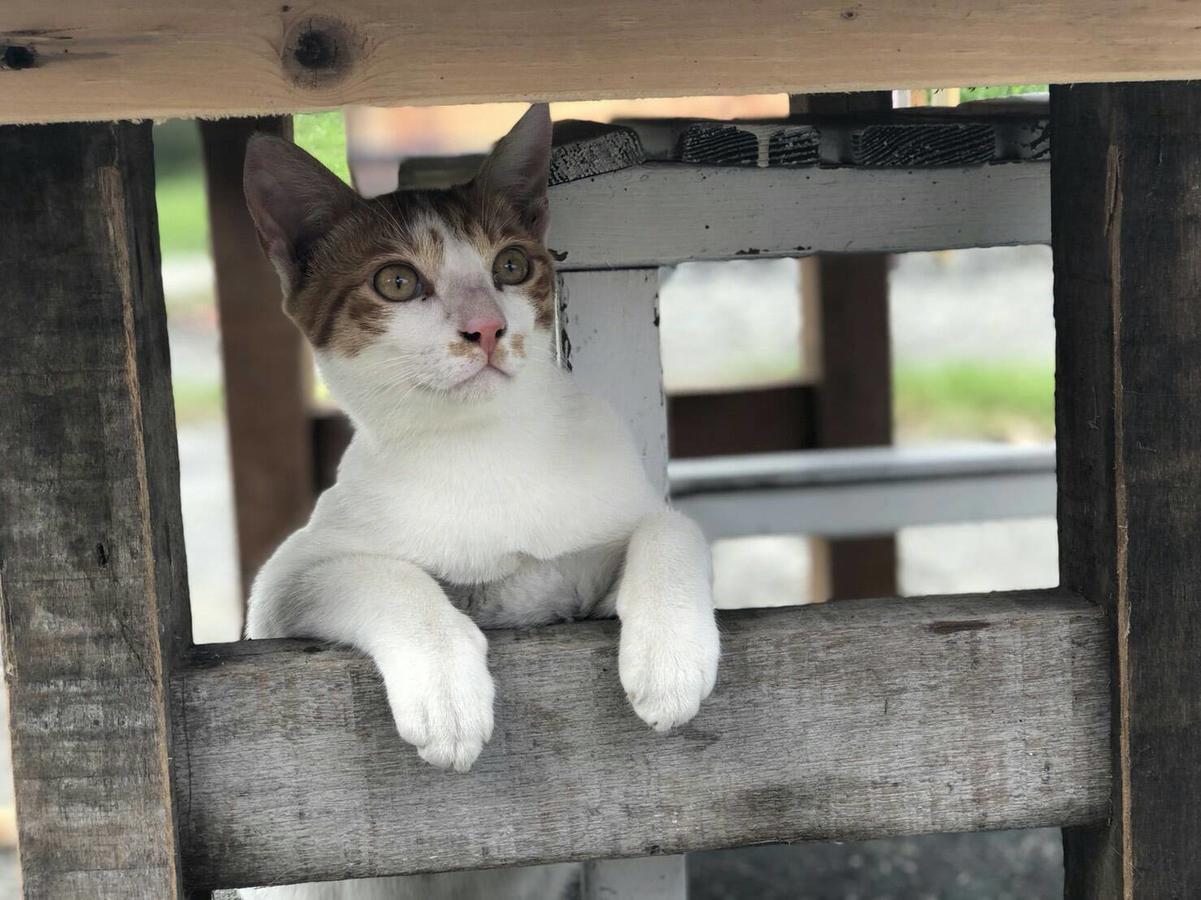 Cat Sky Country Homestay Санксінг Екстер'єр фото
