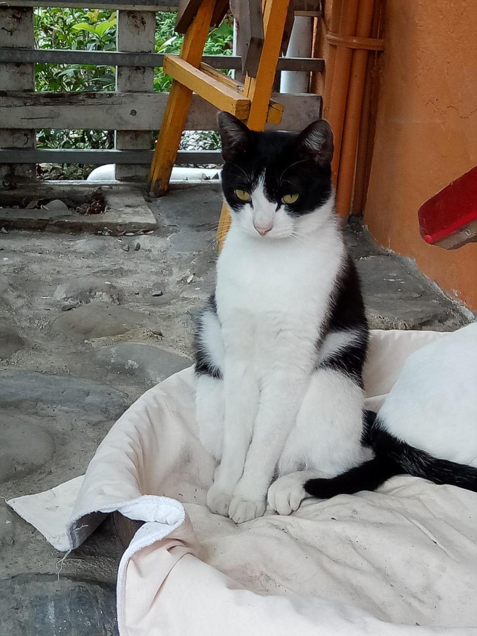Cat Sky Country Homestay Санксінг Екстер'єр фото
